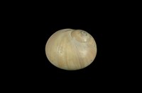 藏品(玉螺)的圖片